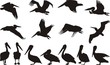 Pelican silhouettes - vector