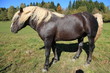 Schwarzwälder Kaltblut