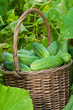 Harvest cucumbers