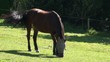 Video: Horse grazing in a meadow. Horse grazing in a meadow.