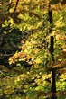 Herbststimmung