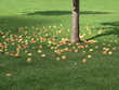pommes, automne en Normandie pommes, automne en Normandie