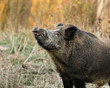 sus scrofa ferus