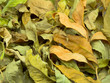 foliage foliage