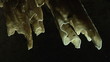 Close up of enlightened stalagmites in a dark cave