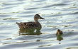 Female mallard duck and her funny child