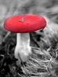 B & W mushroom with red cup B & W mushroom with red cup