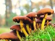 Oyster mushrooms