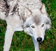 Gray Wolf Looking at You Gray Wolf Looking at You