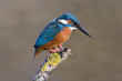 Eisvogel