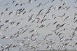 seagulls in flight
