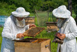 Beekeepers 8