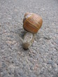 Ein Schneck