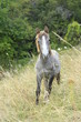 Potro en el Pirineo
