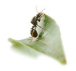 Formica Formica