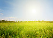 green field under blue cloudy sky with sun green field under blue cloudy sky with sun