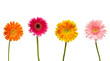 flower nature garden botany daisy bloom flower nature garden botany daisy bloom
