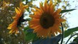 sonnenblume01 sonnenblume01