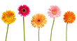 flower nature garden botany daisy bloom flower nature garden botany daisy bloom