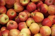 Pommes en octobre Pommes en octobre