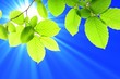 leaf and copyspace leaf and copyspace