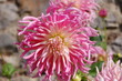 Dahlia Dahlia