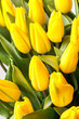 beautiful yellow tulips
