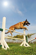 berger belge malinois et agiilty