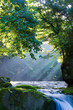 原生林と渓流と光芒　Virgin forest and shaft beam