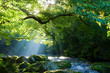 原生林と渓流と光芒　Virgin forest and shaft beam of light
