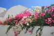 bougainvillier bougainvillier