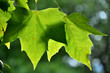 Feuille d'arbre verte en lumière