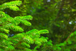 fir branch