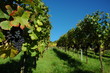 weinberg in unterfranken bayern