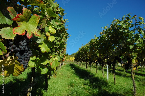 Foto: weinberg in unterfranken bayern weinberg in unterfranken bayern