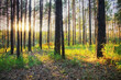 in the woods