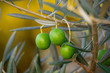 Olivenbaum