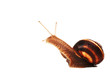 snail