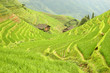 Rizières