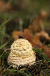 Little toadstool