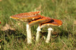 Three toadstools close together in the grass