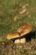 Brown mushroom in the grass