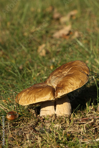 Photo: Brown mushroom in the grass Brown mushroom in the grass