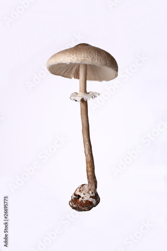 Foto: Parasol Parasol