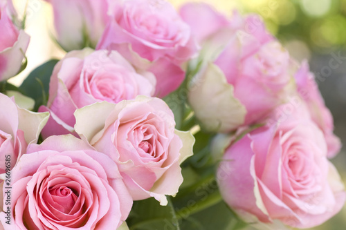Foto: Beautiful pink roses background Beautiful pink roses background