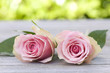 Beautiful pink roses duo Beautiful pink roses duo