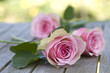 Beautiful roses with leaves Beautiful roses with leaves