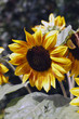 Girasole