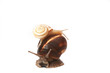 two snails