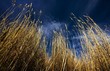 High Grass